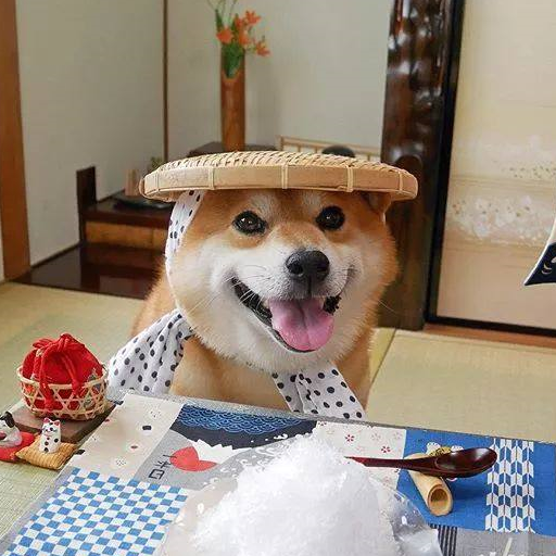 从没见过笑成这样的柴犬!微笑天使又来了,华服篇_berry_笑容_白色