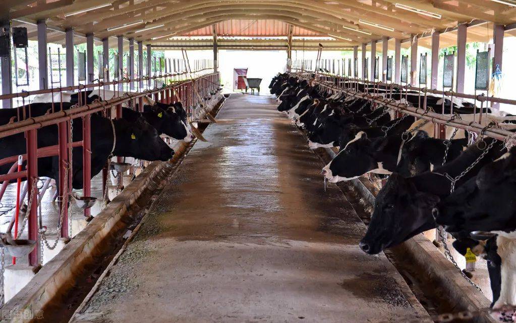 回农村投资养牛,需做好哪些准备?