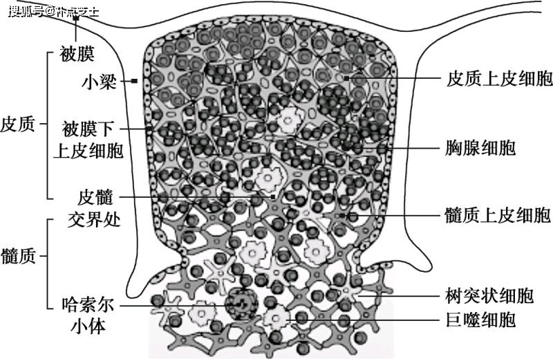 胸腺的光镜结构绘图图片
