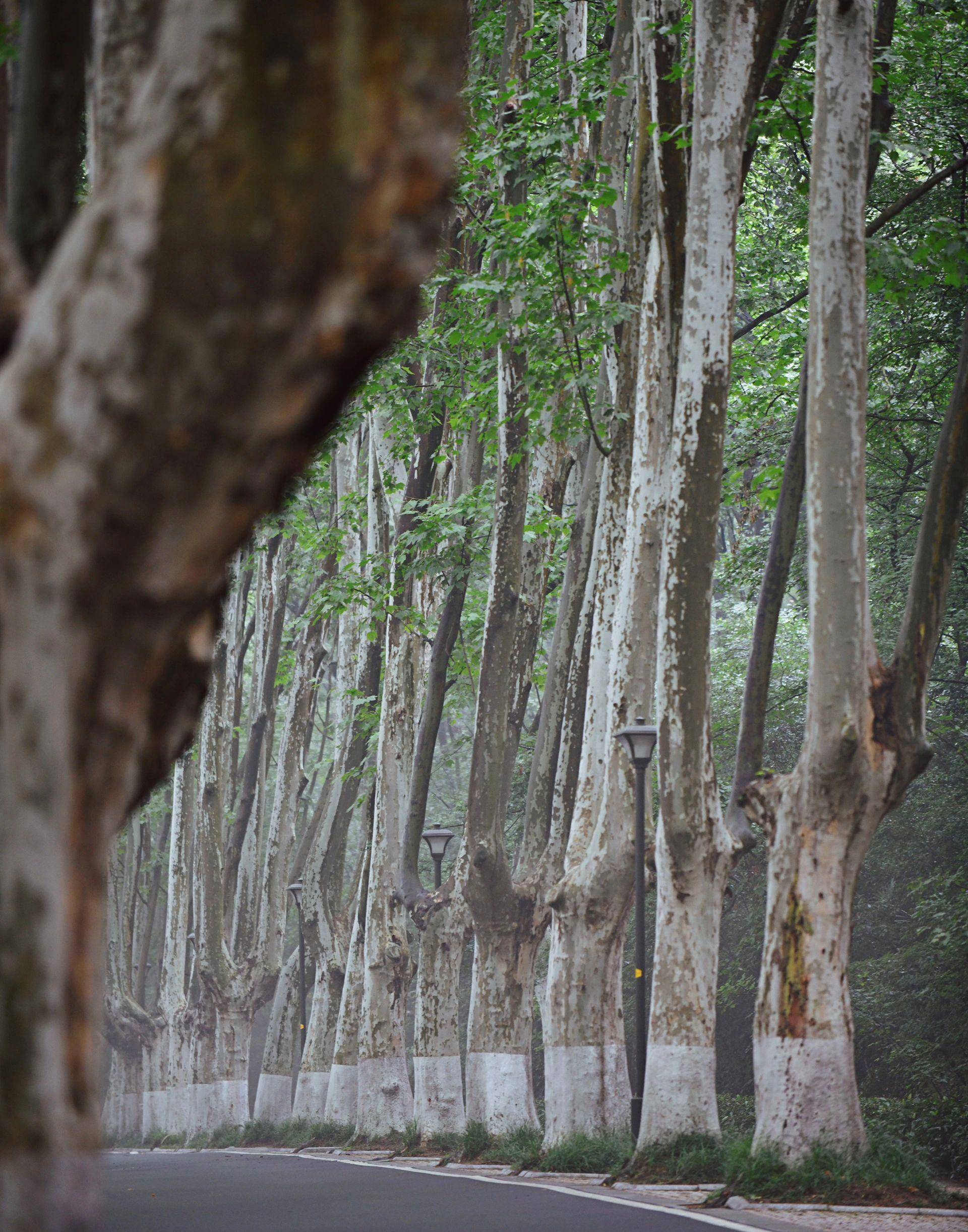 南京|这条没人去的梧桐大道,叫灵谷寺路_景色_城市_世界