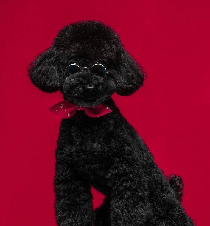 朴灿烈的多芬变安静了!