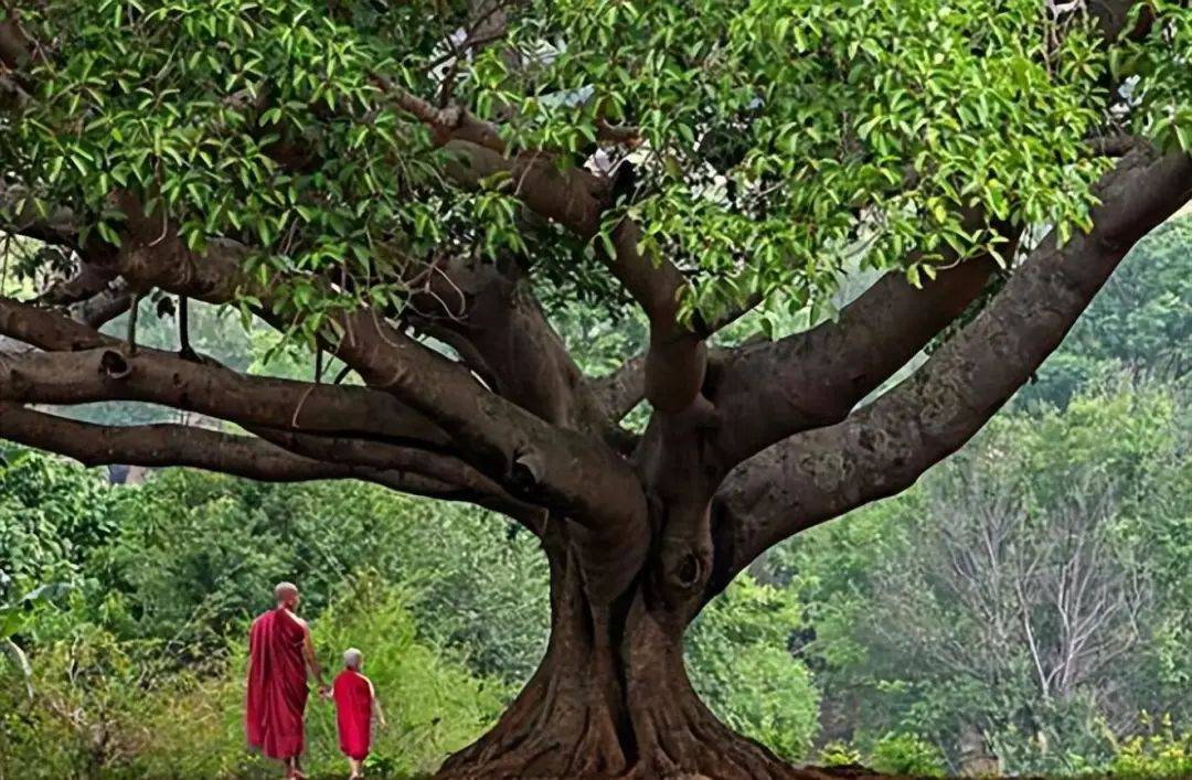 重渡沟千年菩提树简介图片