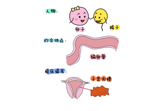 竇卵泡多但是amh低怎麼回事?amh低為什麼不好懷孕?_卵巢_女性_患者