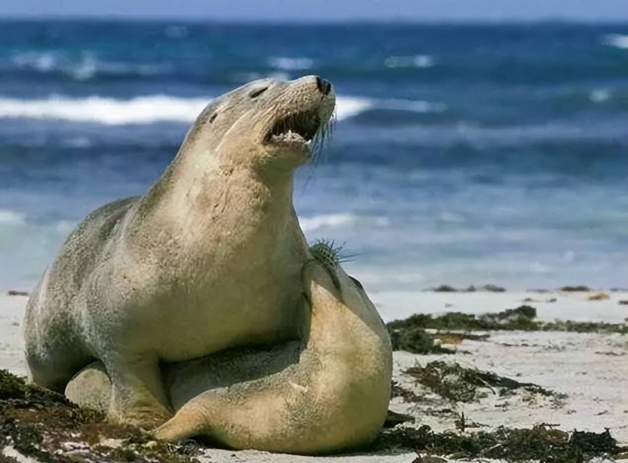 玛格丽特_彼得_人类