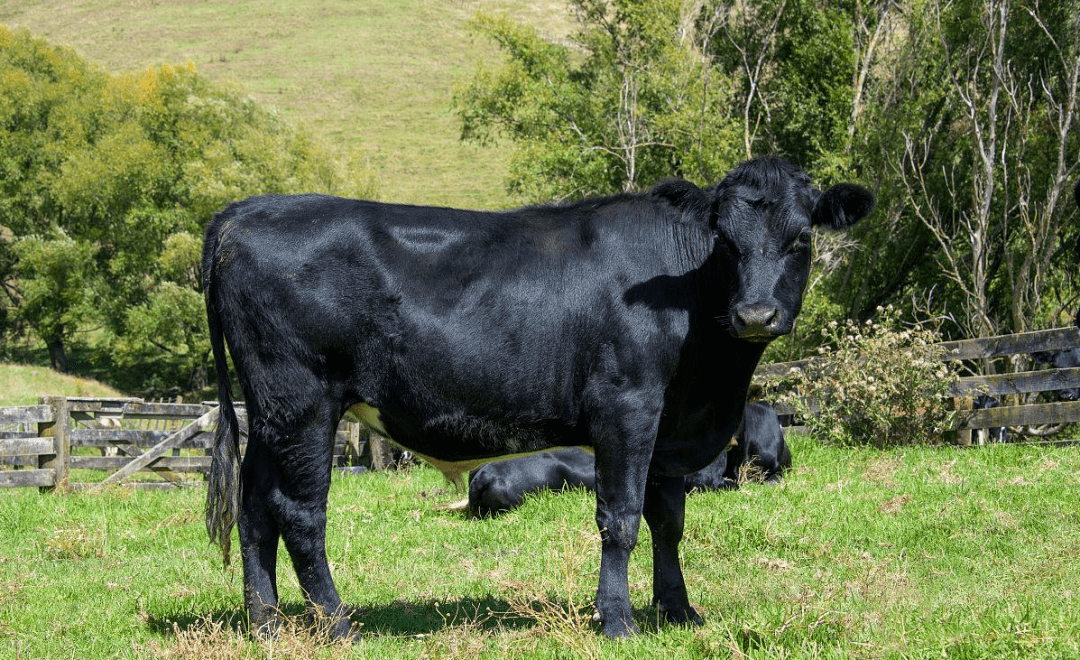 海福特牛海福特牛是英国最古老的肉牛品种之一,它属于典型的肉用体型