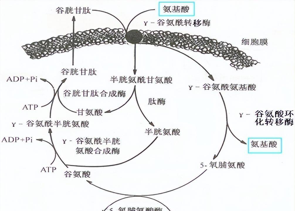 提高電化學傳感器檢測谷胱甘肽的靈敏度和選擇性研究