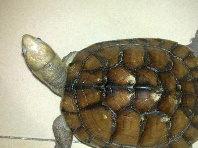 黄头庙龟,你喜欢吗?_寿命_成龟_温度