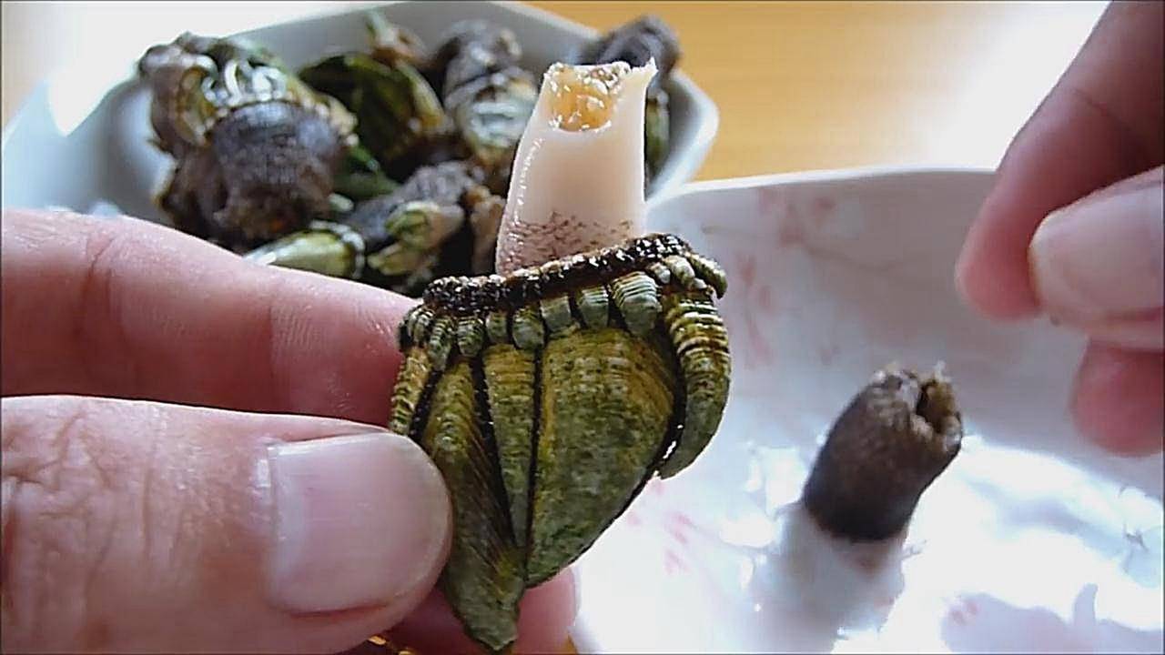 藤壶有多变态?航母巨轮底下的十几吨海鲜,为何当垃圾处理?