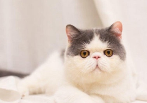 猫咪总拉肚？卡比猫粮富含多种益生菌让猫咪肠胃更强大 