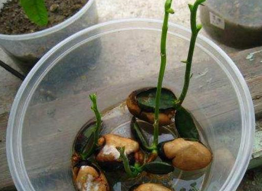 靠水果核种植盆栽,不仅可以赏叶观花,还不用花1分钱,一举多得_种子