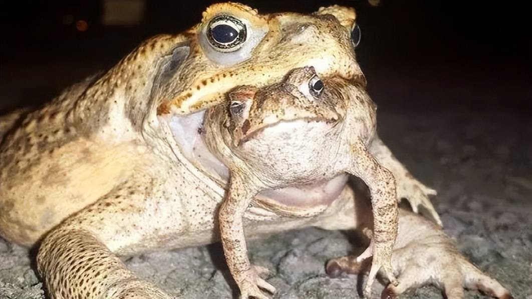 澳洲外来物种海蟾蜍,不用人类控制数量,靠"自觉性"?_动物_环境_其他