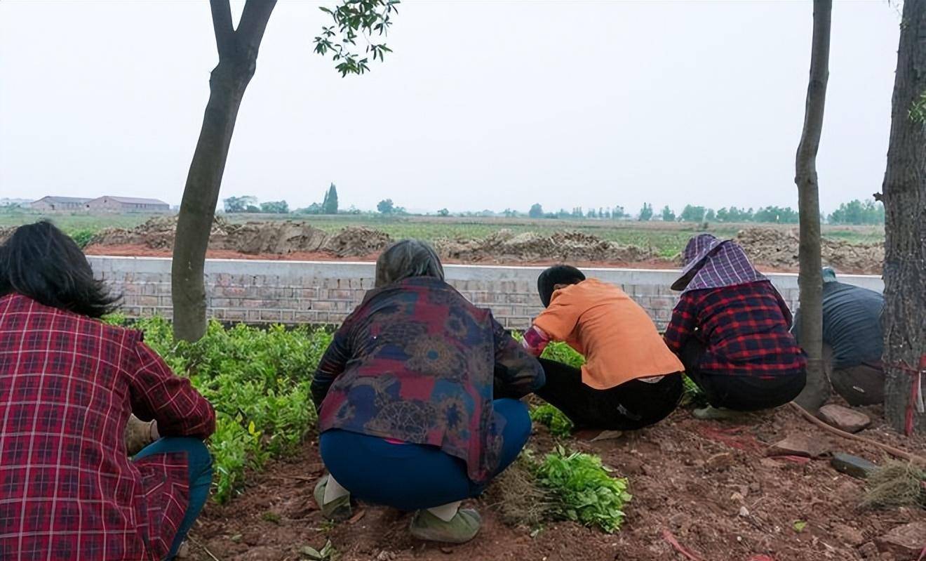 老年人组团偷菜,仗着年龄大有恃无恐,年龄岂是违法保护伞?