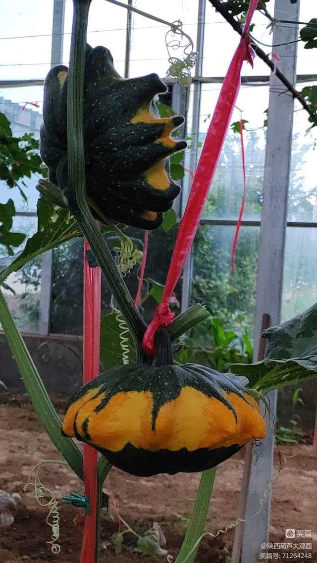 省海南州贵南县沙沟乡人大代表团参观陕西葫芦大观园墨西哥七彩葫芦