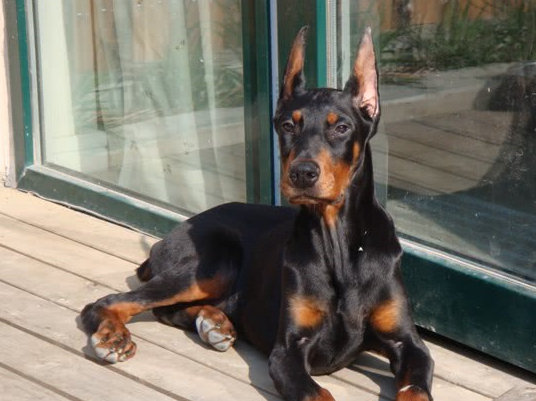 速度_杜宾_体型