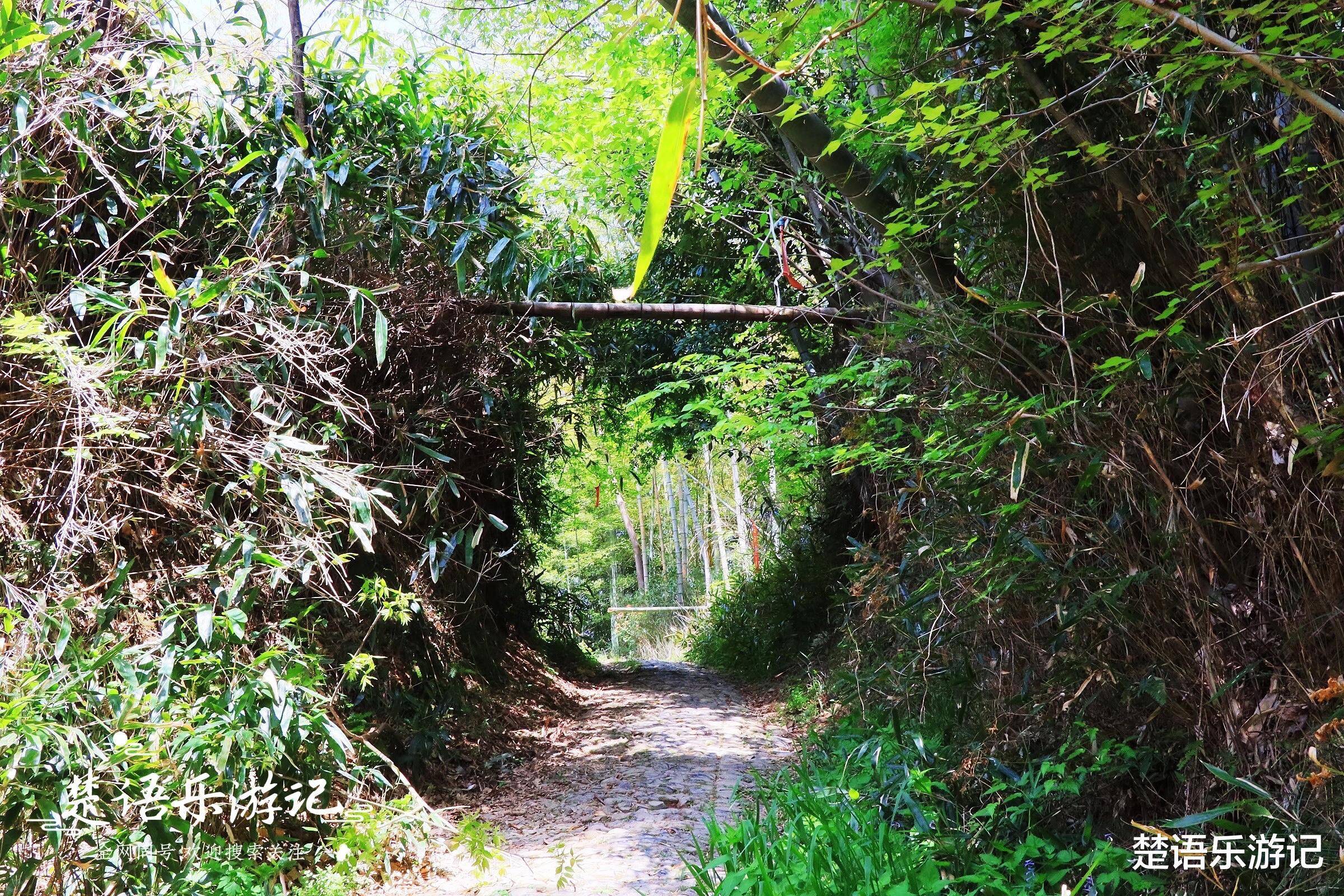 丛林古村落,茂林修竹,清溪流淌,适合玩水和露营_吴家山_东钱湖镇_樟树