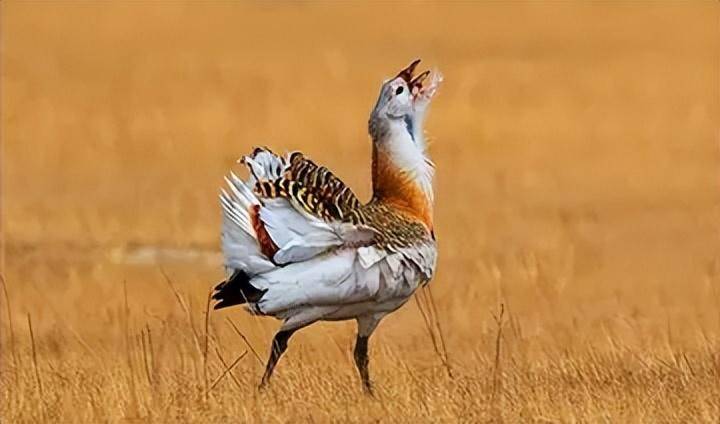看了鸨鸟怎么交配,才知道古代青楼的老板娘,为何叫"老鸨"!