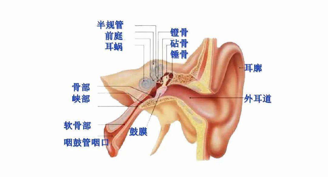 听骨链位于中耳,指的是三块骨头,从外到内分别为:锤骨,砧骨和镫骨