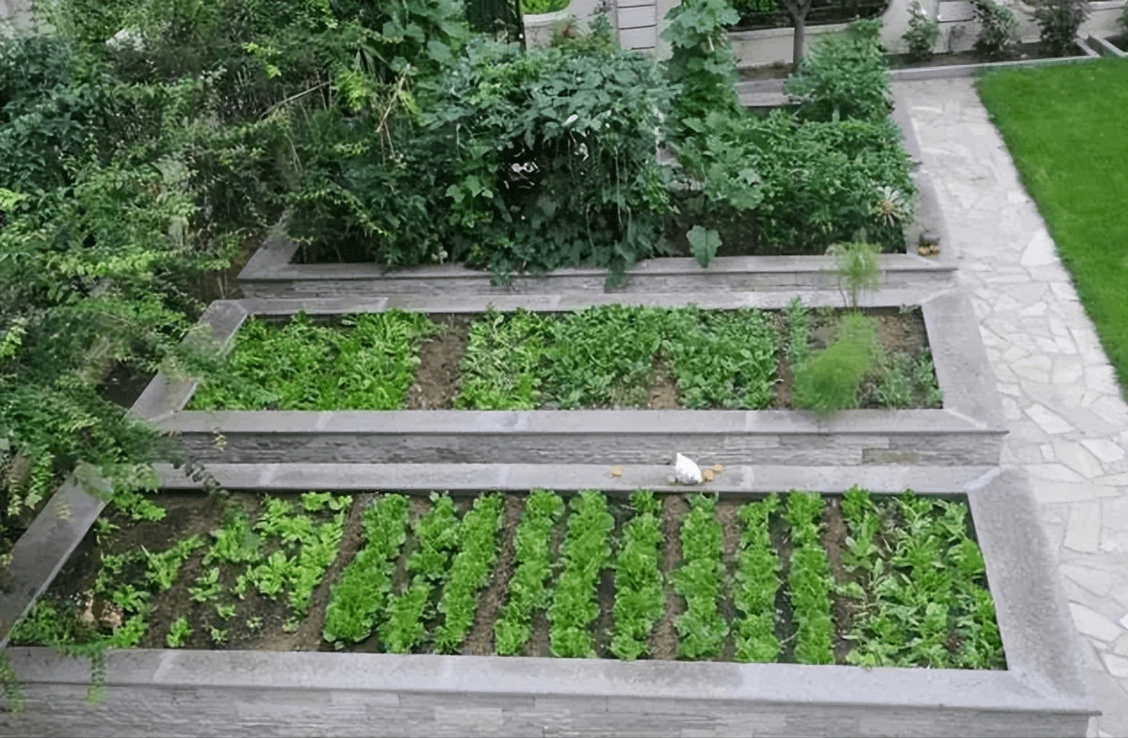 庭院里造一个菜园子,这才是真正的田园生活_收获_院子_时候