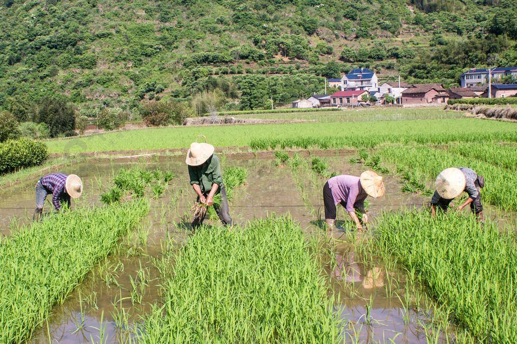 原创            夏至将至，俗话讲“夏至风向知涝旱，夏至晴雨知年景”，是啥意思-夏至凉风起 无尘境在心什么意思