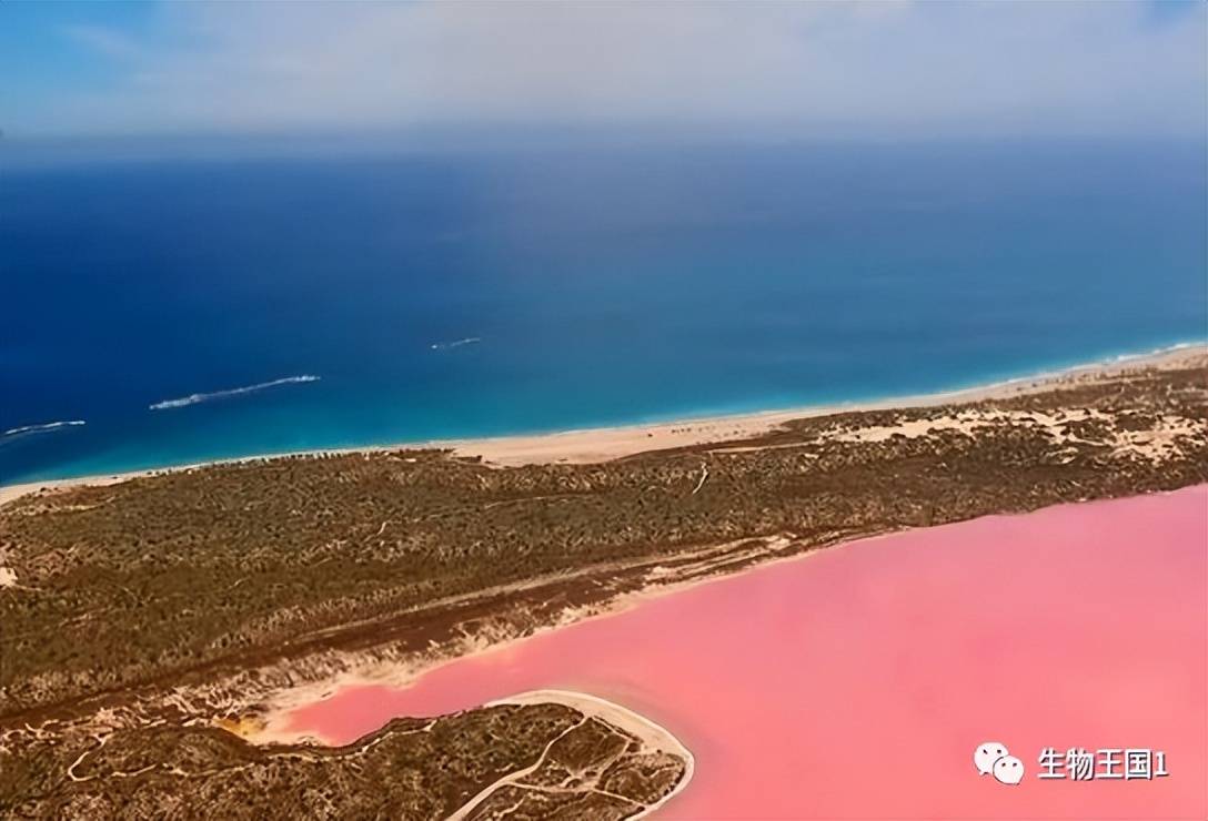 位于巴丹吉林沙漠中的"达格图湖",为什么会呈现粉红色?