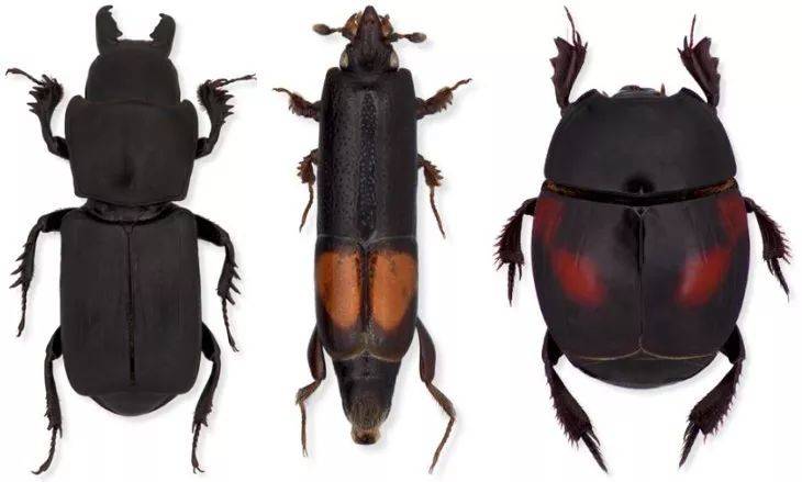 阎甲科的昆虫多有昼伏夜出的习性,白天常躲在尸体下面,夜间出来活动