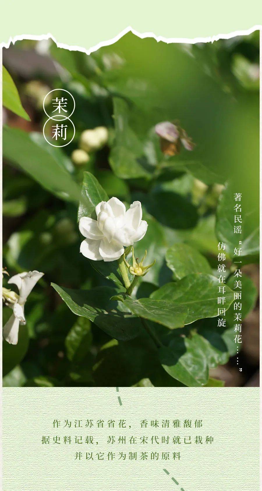 李俊锋_运营_媒体