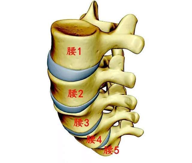 我們人體的腰椎可以簡單看做五個帶孔的骨頭(椎體)連接而成.