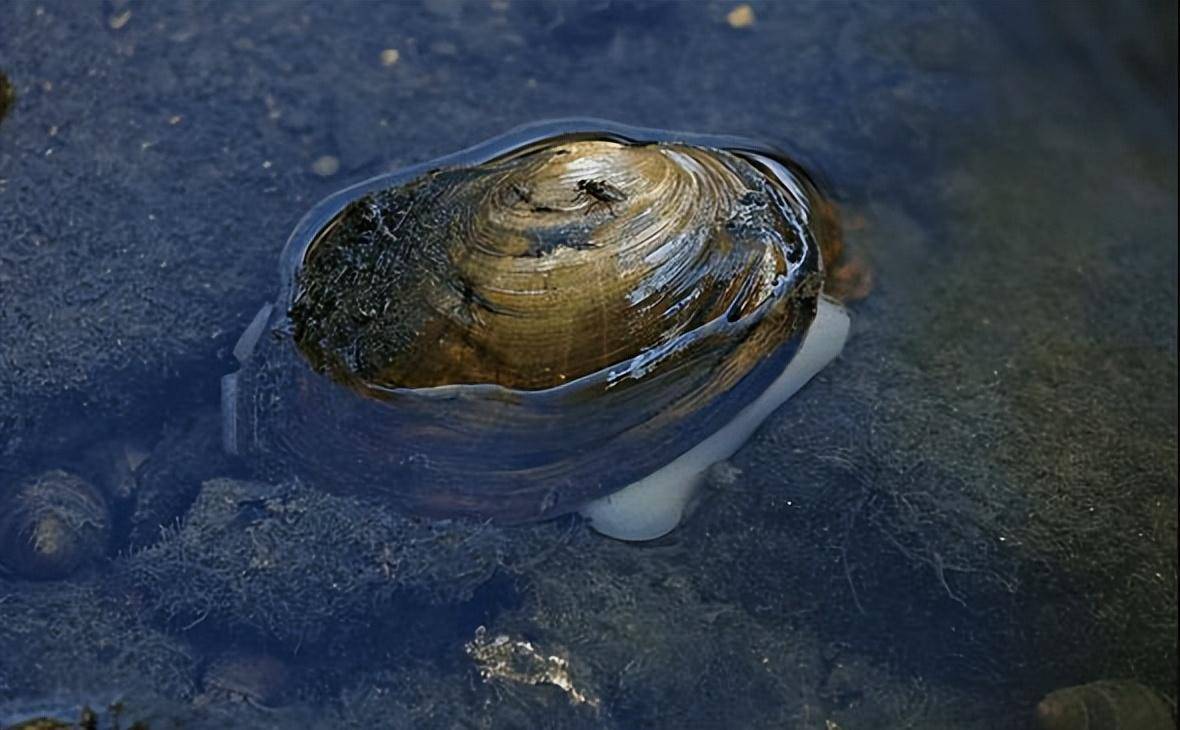河蚌肉又肥又厚,堪称吃货的国人为何难以下口?味道差还是有毒?