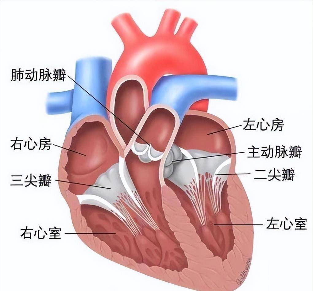 心包腔的构成图片