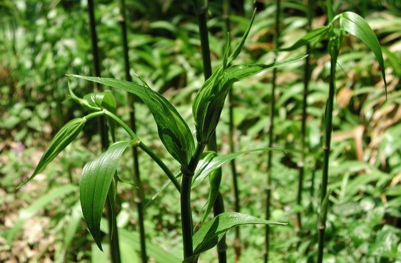 酷似黄精,人称"万寿竹",名字吉利,作用也不小,炖土鸡很滋补