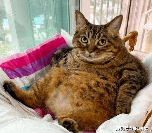 痴呆奶奶喂出32斤大胖猫，虽然忘了它是谁，但也要填饱肚子！
