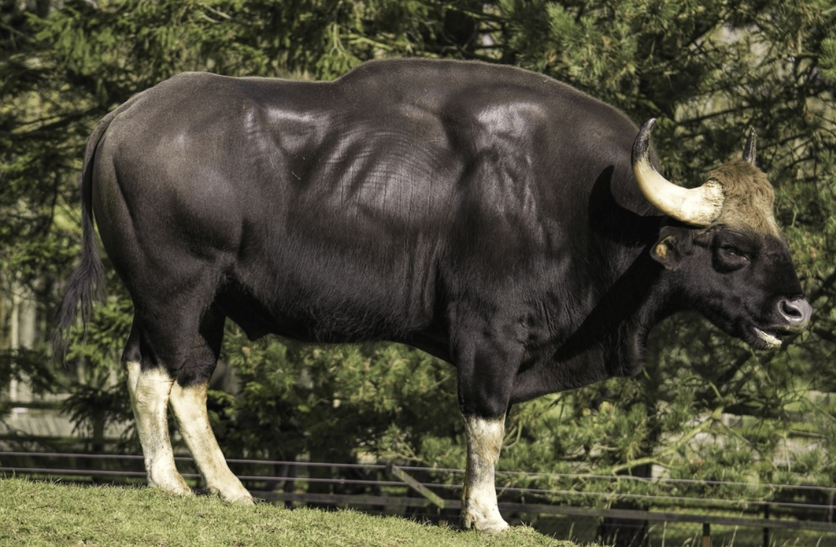 5吨,我国不足200头_野牛_保护_动植物种