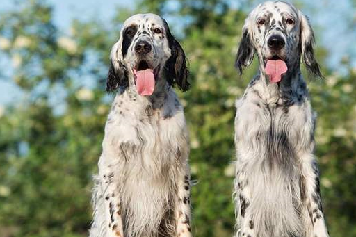 寻根问祖系列(56):英国塞特犬(english setter)_猎犬_世纪_美国