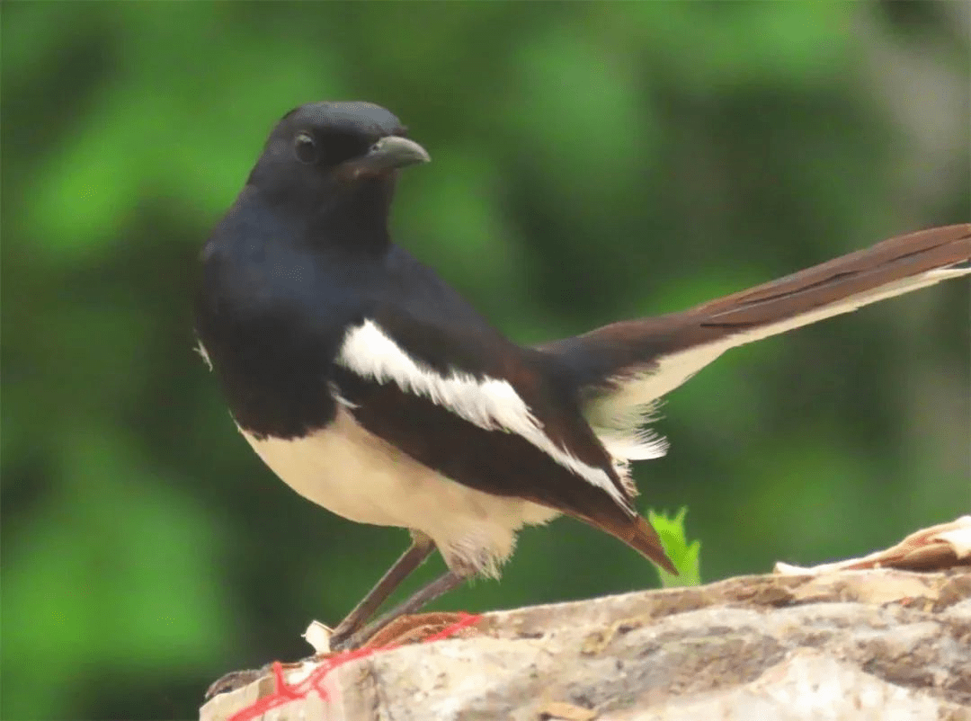 鸟领地意识强清脆响亮叫声婉转多变常站在屋顶或大树上昂首翘尾鸣叫