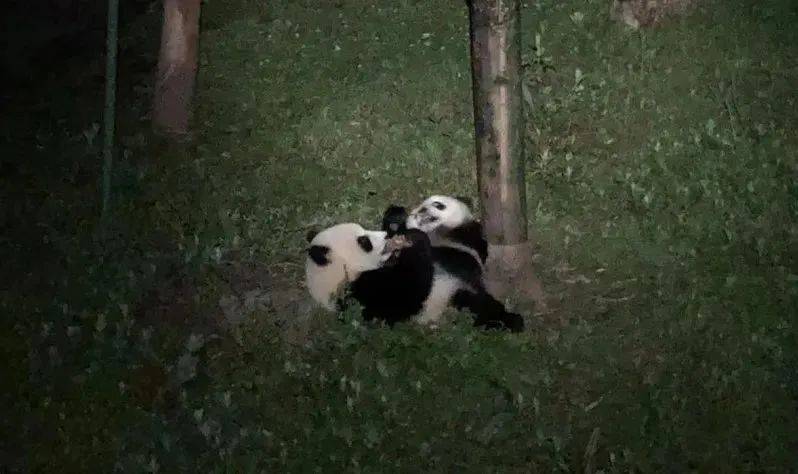 暑假研学 | 国宝守护者大熊猫科考夏令营，招募铲屎官，领取3张证书和科考报告