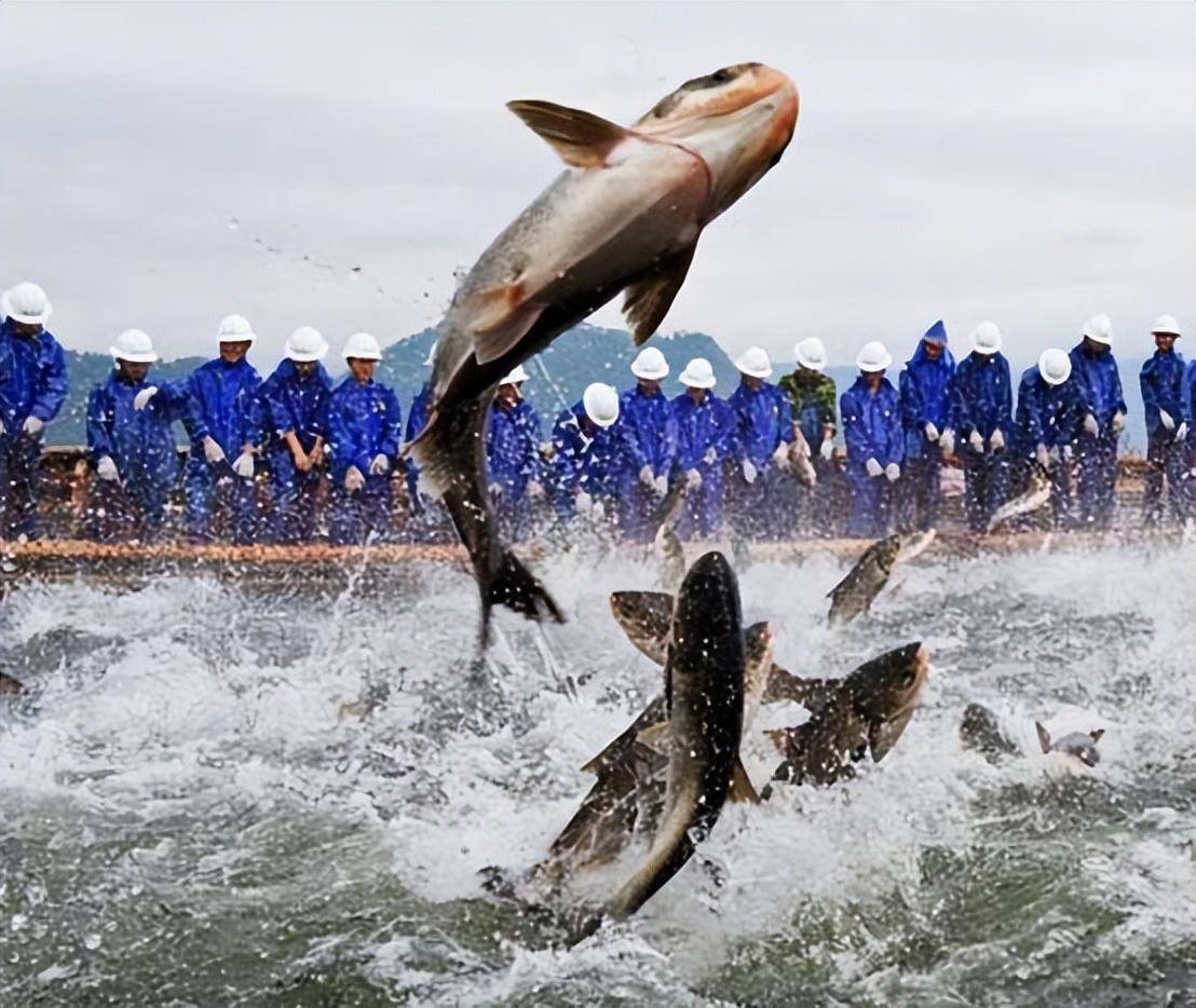 千岛湖的"净水鱼":鲢鳙放养了60多年,水库"鱼王"到底多大?