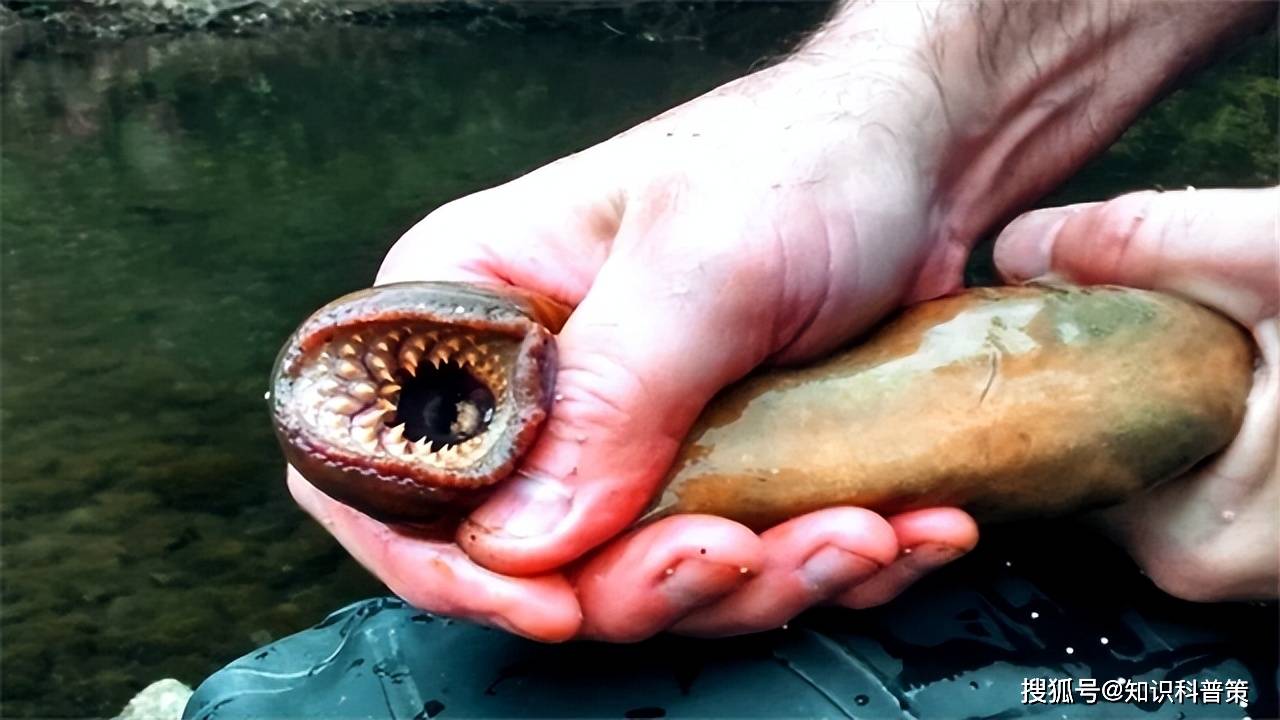 地球上的神秘居民:7种长得像外星人的生物_穿山甲_鳞片_生活