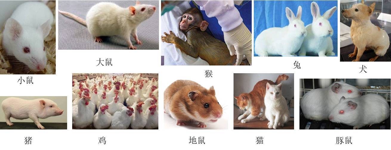 大小鼠遗传质量鉴定_实验_动物_国家标准