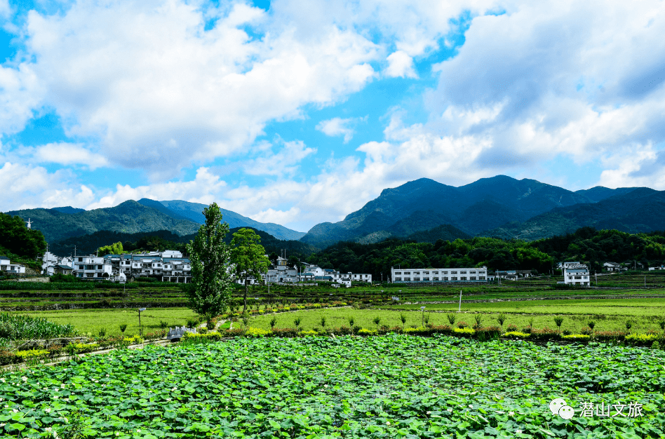 潜山水贵村:田园披绿装 荷花竞绽放_官庄镇_李宝_景象