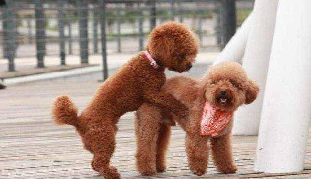 公狗_茶几_主人