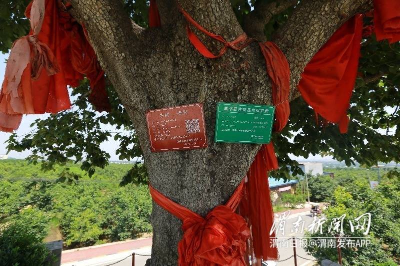 如今,这棵柿子树已经成为当地远近闻名的"明星树",每年到了霜降前后