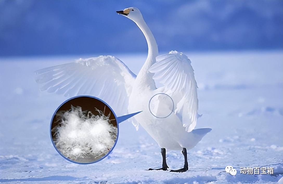 鹅绒是从惨叫声中拔下的?