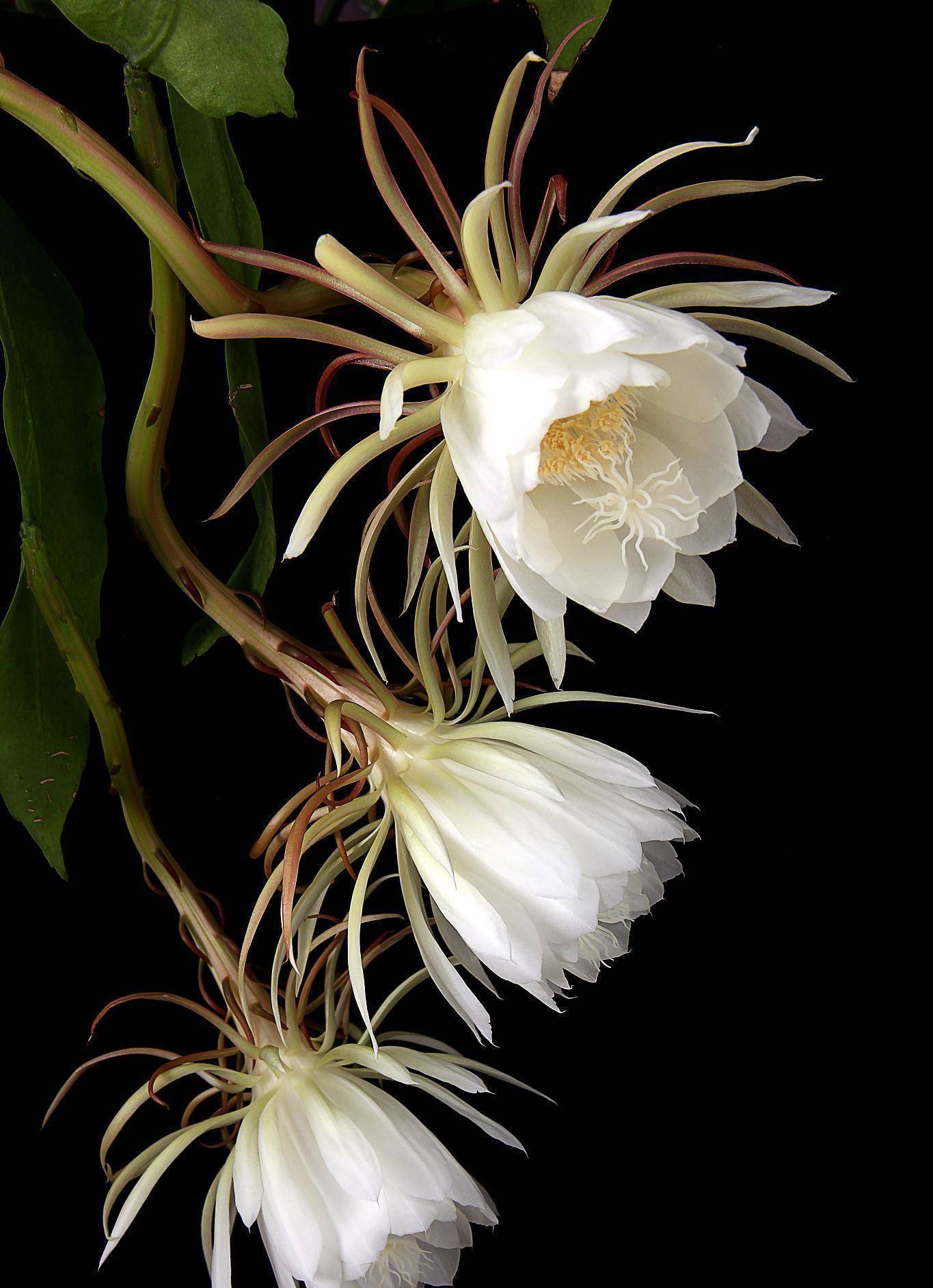 (四十七),因为,我们要等那昙花一现啊(四十六),妈妈开口了昙花一现