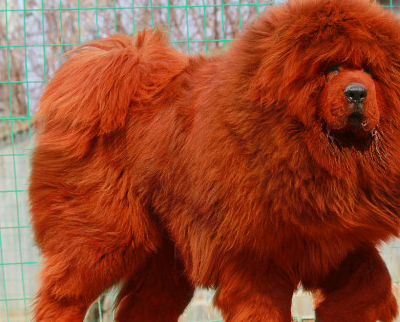 世界上的四种名贵犬,藏獒上榜,最后一名让人哭笑不得_是一种_人们