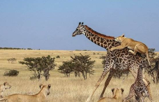 长颈鹿被一群狮子抱大腿,还在忙着吃树叶,下一秒别笑_脖子_因为_动物