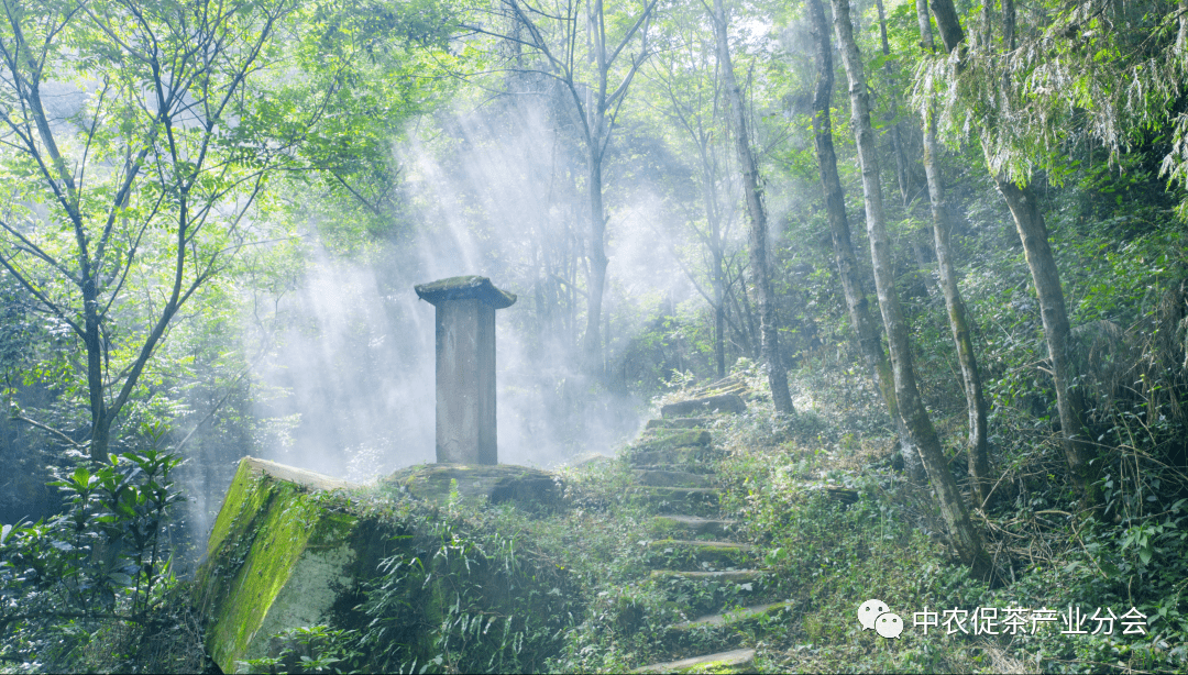 多彩茶乡丨四川旺苍:游"中国黄茶之乡"享蜀道茶旅