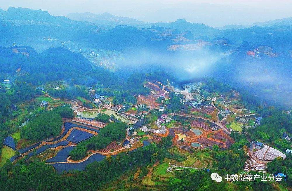 多彩茶乡丨四川旺苍:游"中国黄茶之乡"享蜀道茶旅
