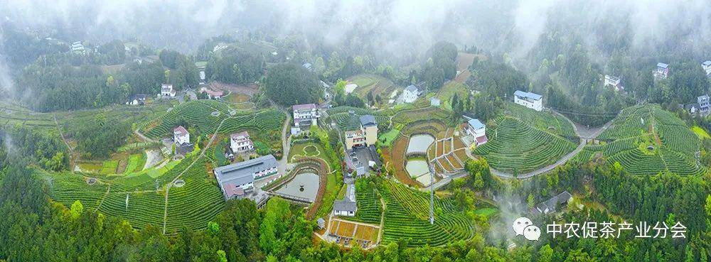 多彩茶乡丨四川旺苍:游"中国黄茶之乡"享蜀道茶旅