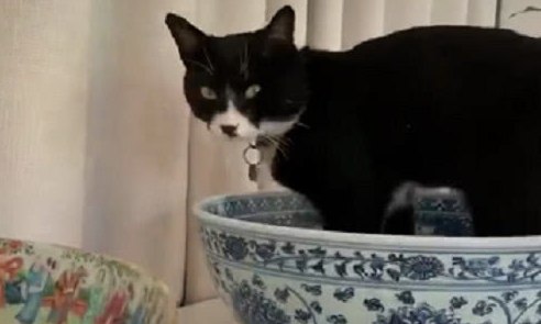 家里开文物店的猫，这应该是全世界最贵的猫窝了！猫：都是朕的！