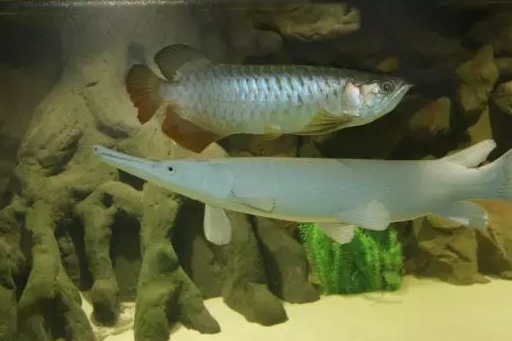 白化雀鳝龙鱼还有珍贵的黑白魟这样原生风格的缸养上一群神仙家居效果